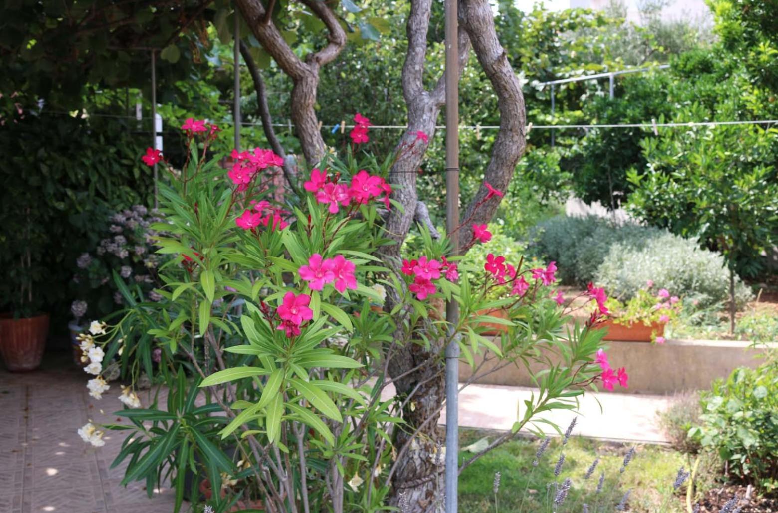 Villa Katarina Losinj Island Mali Lošinj Extérieur photo